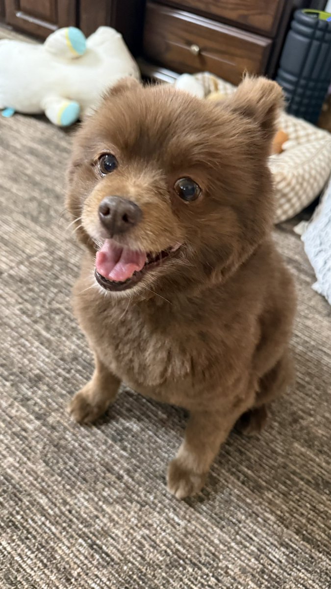KAGOpna's tweet photo. 令和最新版犬 https://t.co/SnG3PK0oMG
