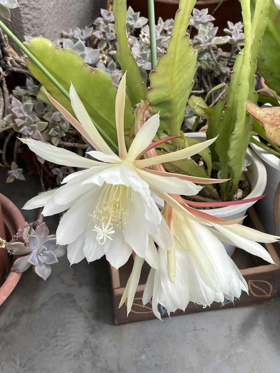 ichikaz's tweet photo. 久ぶりにわが家のサボテンに花がさきました。 https://t.co/M9OdYqdOvO