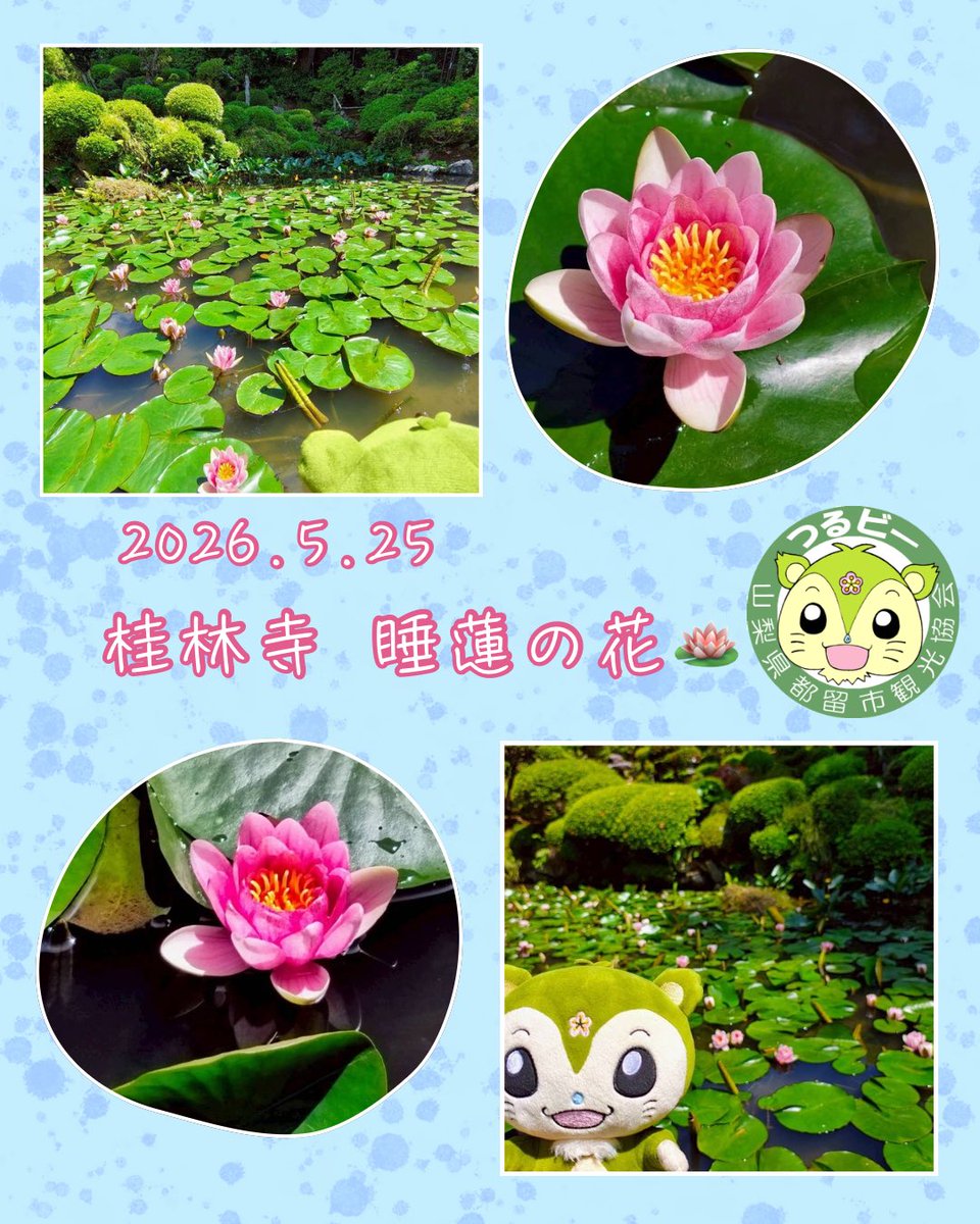 tsurub's tweet photo. 2026.5.25
都留市の桂林寺で睡蓮が見頃を迎えました🪷
静かな境内で水のせせらぎを聴きながら睡蓮の花を眺めていると、日々の喧騒を忘れて穏やかな時間が流れます☺️
睡蓮は6月下旬ごろまでが見頃で、一番花が開くお昼前後の時間帯がオススメです✨
 #都留市  #冨春山桂林寺  #桂林寺の睡蓮 #つるビー https://t.co/RrYwtCDYkJ