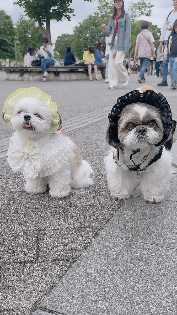 ShihTzu