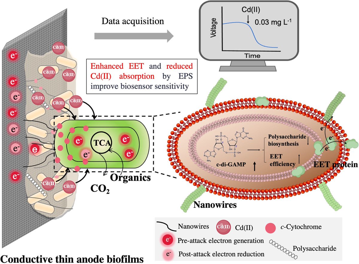 Microbial Biotechnology (MBT) tweet media