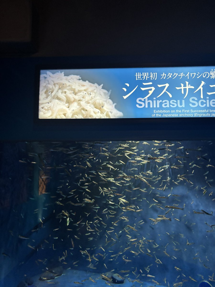 こまつざきあみ tweet media