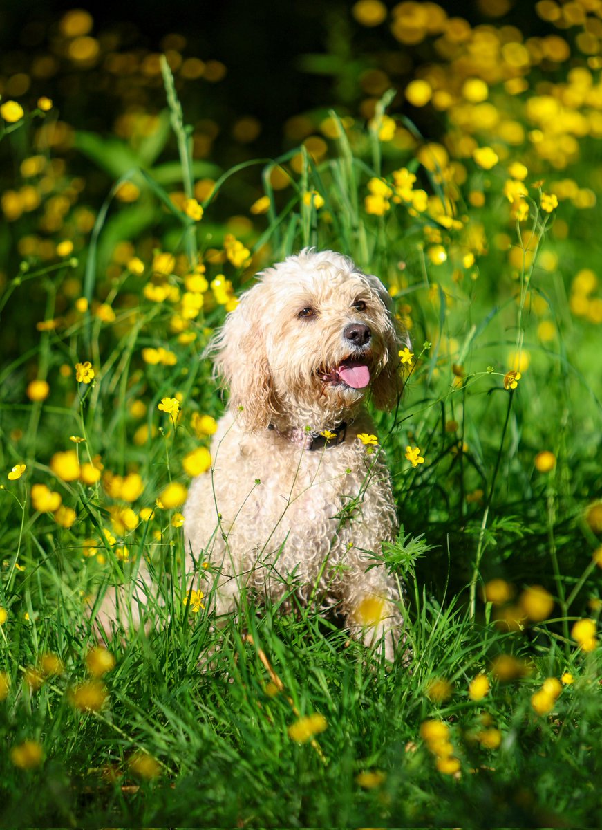 paulgray74's tweet photo. #buttercups #haslampark #preston https://t.co/s3DpkjpUwJ