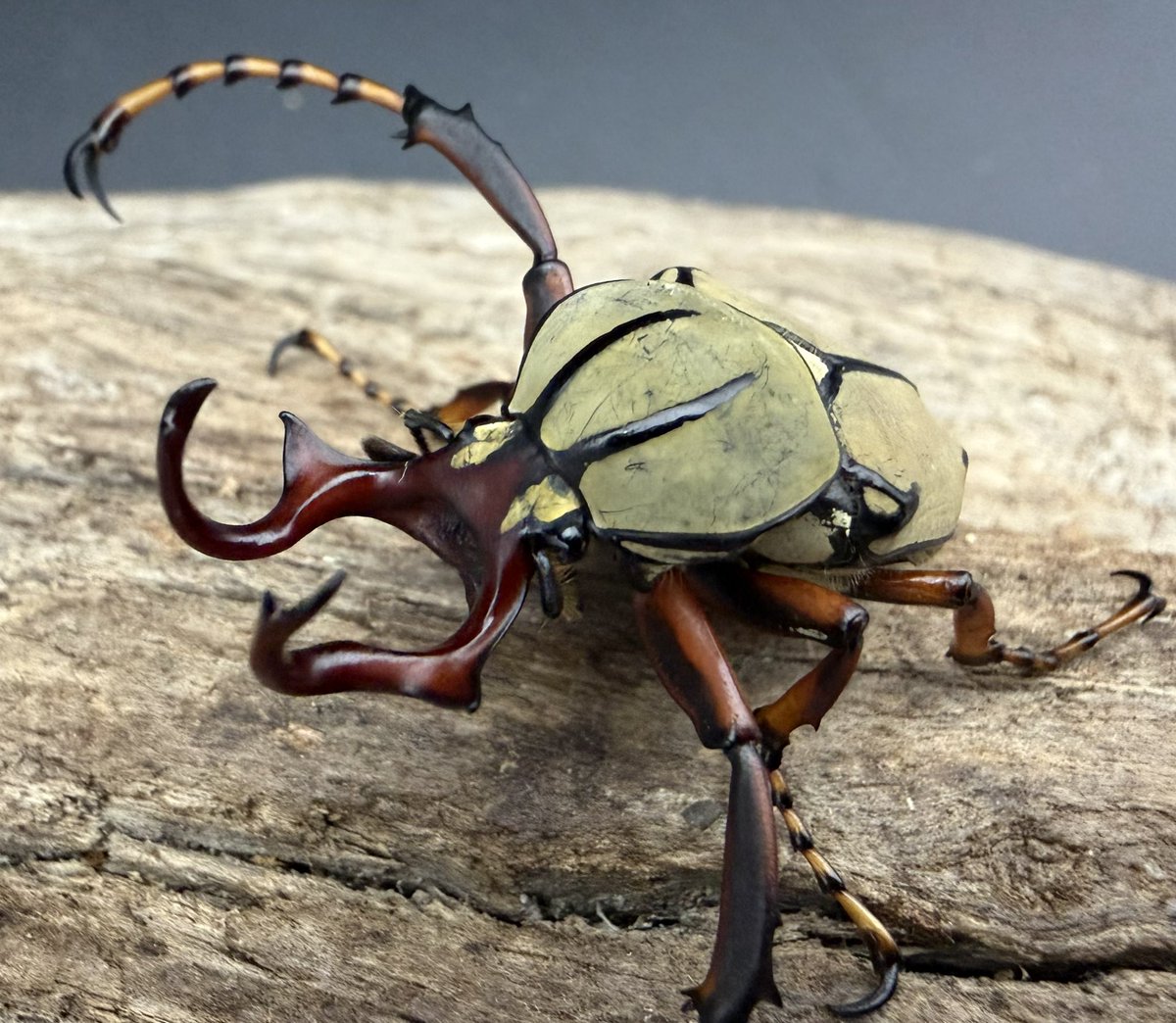 ９月限定　昆虫標本　珍品クイグルトラハナムグリ♀ トラハナムグリの一種 Epitrichius elegans ♂ 台湾 - Insect Islands