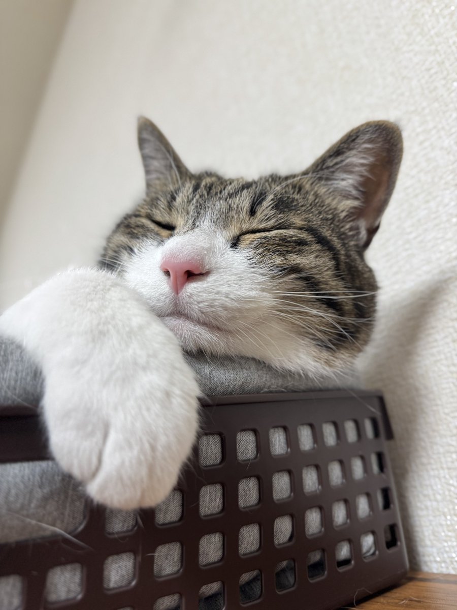 ぎんのねこ (@ginnonekoch) / Posts / X