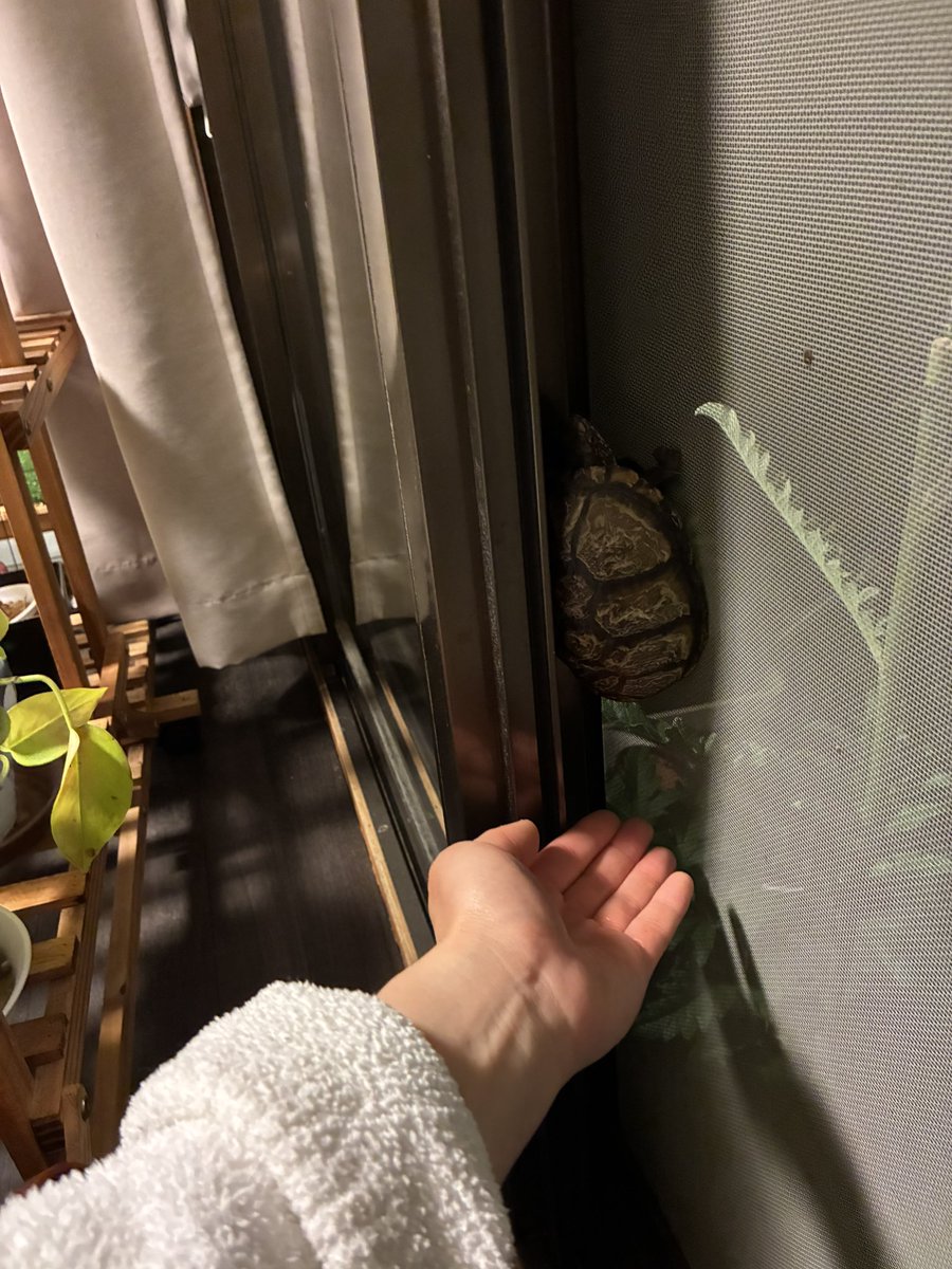 音音寝眠のカメとテキトー庭 tweet media