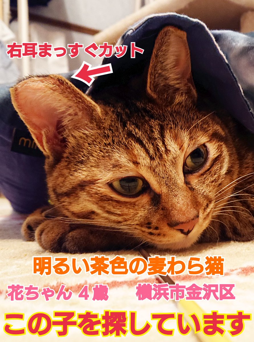 えみ tweet media