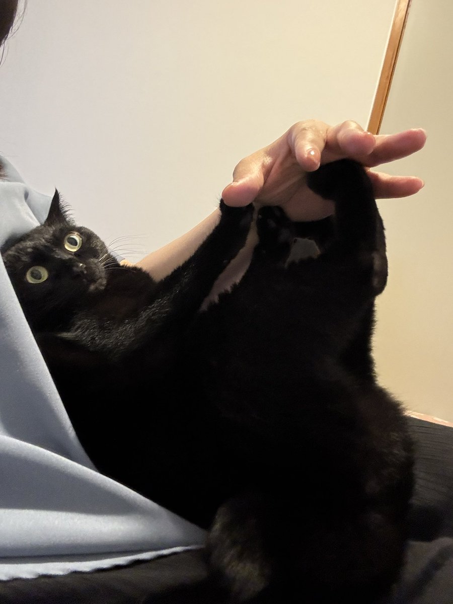 黒猫あさり tweet media