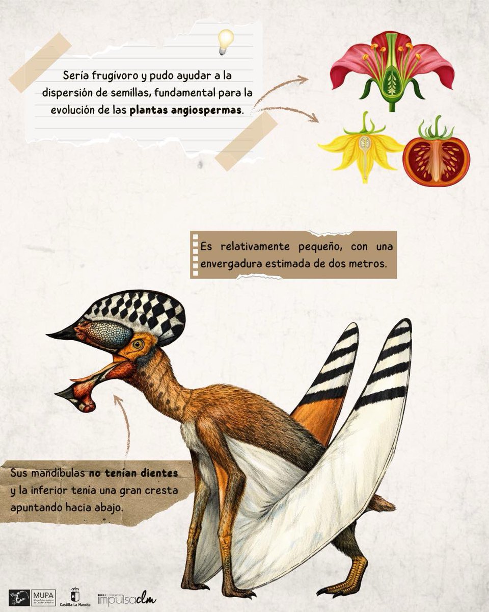 Museo de Paleontología de Castilla-La Mancha tweet media
