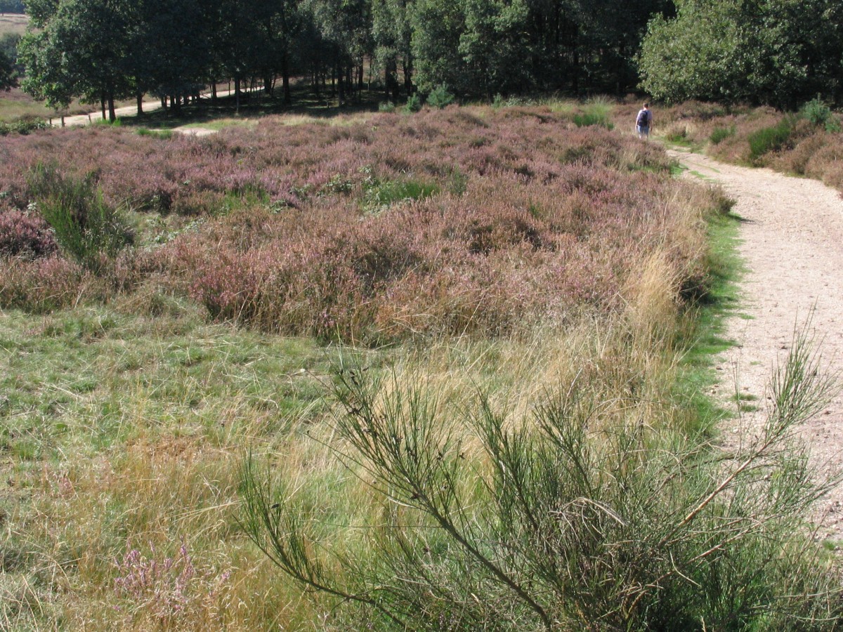 Wandelnet tweet media