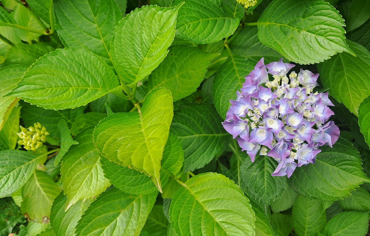 UolFree's tweet photo. Xa agroman as #hortensias . #flores https://t.co/LNcoTKnBFW