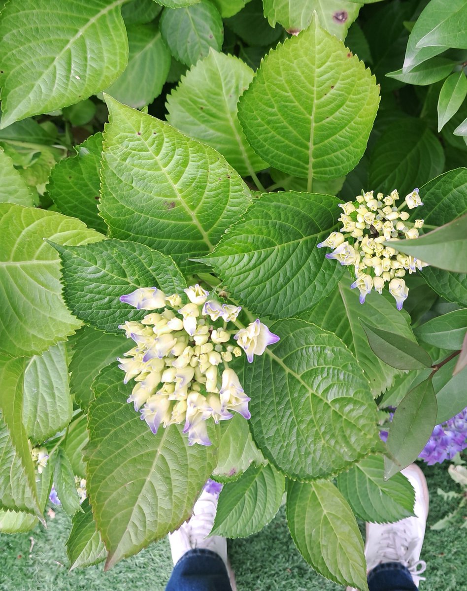 UolFree's tweet photo. Xa agroman as #hortensias . #flores https://t.co/LNcoTKnBFW