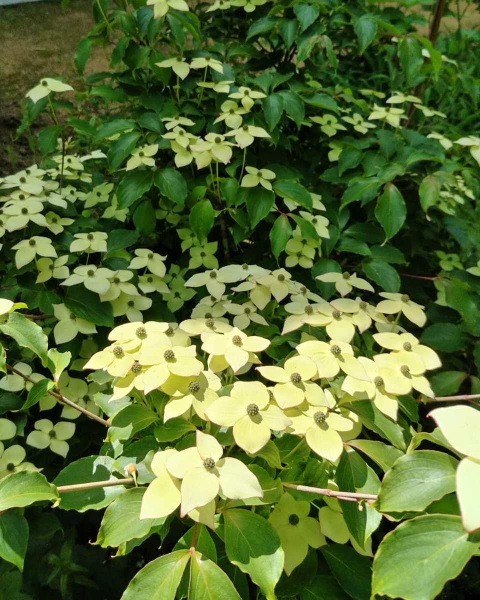 Rosedepluie's tweet photo. C'est #LundiFleuri 🌿💛 https://t.co/fSZEyDGmZs