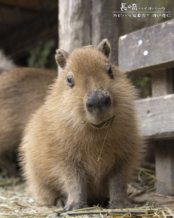 capybarahp's tweet photo. おはようございます。

#カピバラ #capybara #水豚 #おはよう https://t.co/YlNLeUvkbz