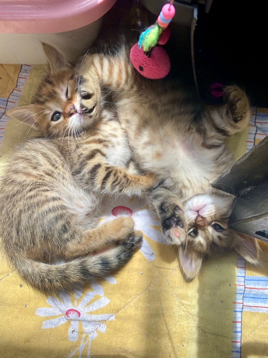 Özlem 🐾 tweet media