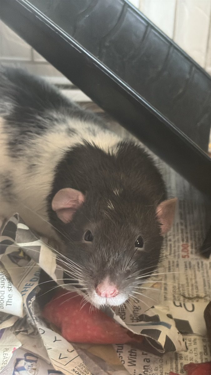 bipsquweek's tweet photo. Vtuber VS the babies 

These are my babies, clem fandango (white and black) and tep. (Grey) 

I love them so much 😿

#Vtuber https://t.co/umhf0BahzX