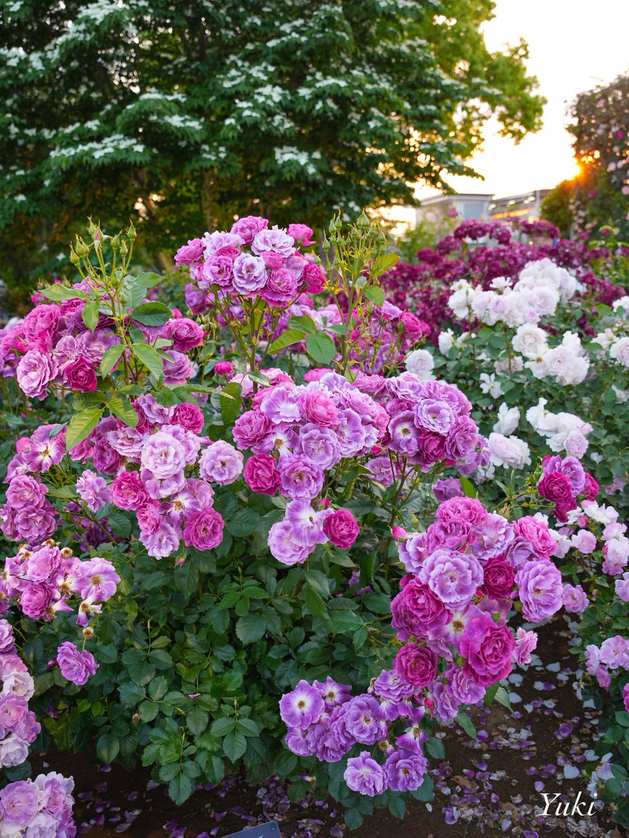 AK52008210's tweet photo. こんばんは✨

あしかがフラワーパークにて
　満開の薔薇💜𓈒𓂂𓏸
  2026/05/15

今週もよろしくお願いします
𖧷⁺.˖*

#TLを花でいっぱいにしよう https://t.co/DteceuG0H5