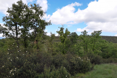 urjc's tweet photo. 🌳 El secreto bajo los robles que permite convivir a plantas rivales

ℹ️ Noticia: https://t.co/9tGS2dnAaE

#URJC #estudio #plantas #investigación #YoSoyURJC https://t.co/C867r4RRvX