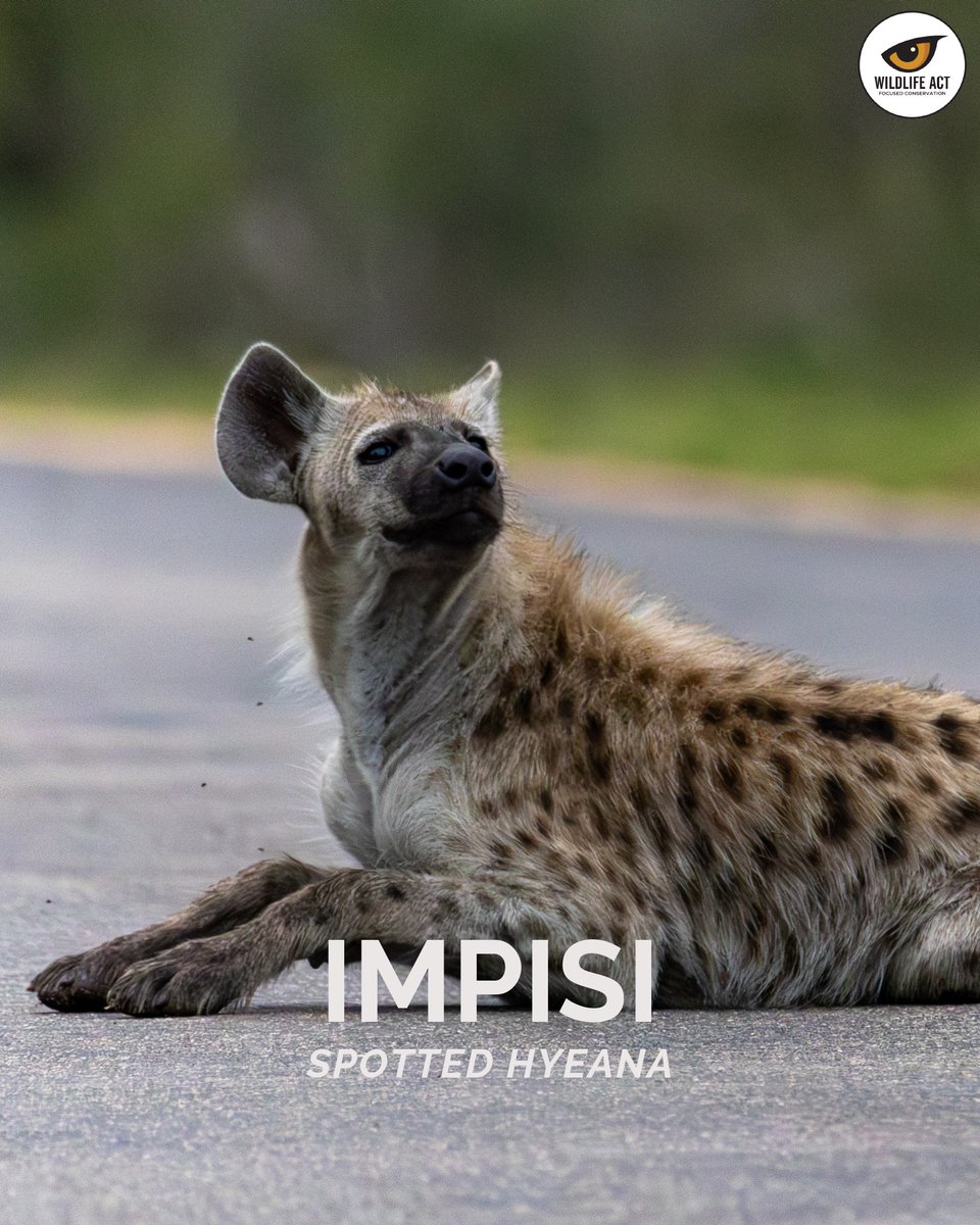 wildlifeact's tweet photo. If you're considering joining Wildlife ACT as a volunteer in Zululand, here's one piece of preparation that doesn't get mentioned enough: brush up on your isiZulu species names!

This #AfricaDay, swipe through to learn more. https://t.co/DYj4eUmBJW