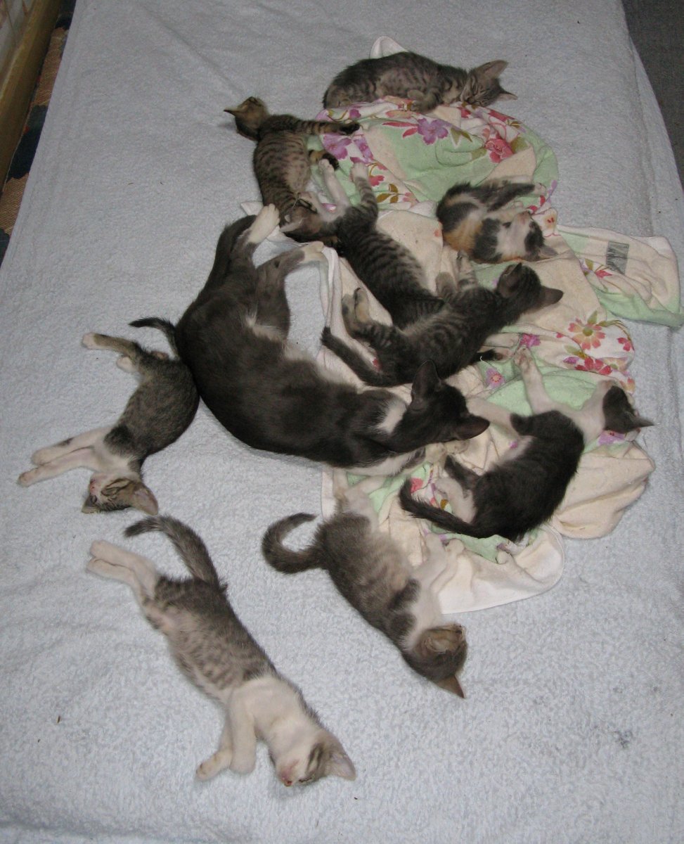 rofd_testarossa's tweet photo. 昔、うちに居たねこさんず　(=^・・^=)
昭和から平成初期は家猫の概念が無くて野良が普通に出入りしてたの。
うちも例にもれずねこさんの託児所兼老人ホーム状態だったのにゃ。 https://t.co/WCnGNDtJU9