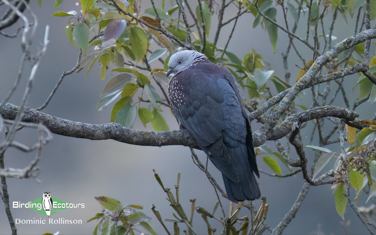 Birding Ecotours tweet media