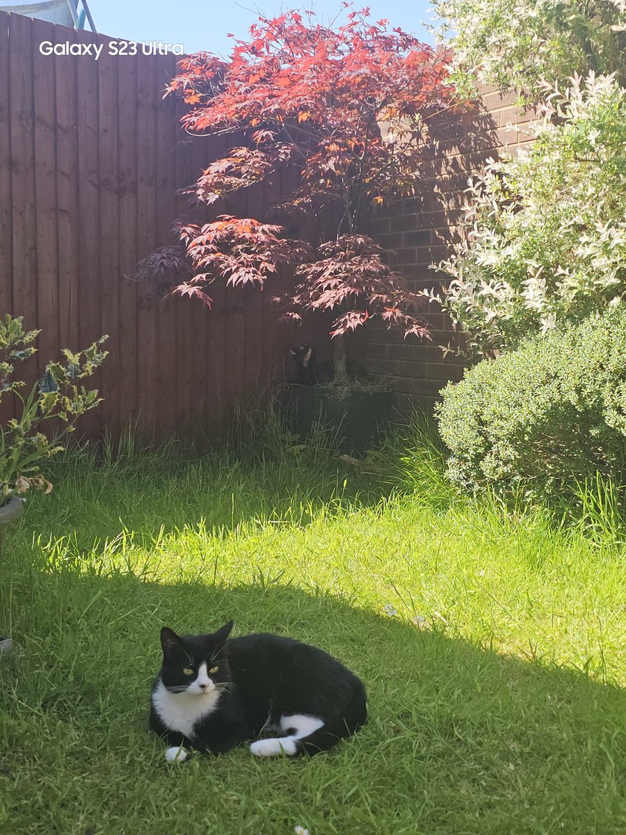 TrinityandTilly 🐱🏰🐉🏴󠁧󠁢󠁷󠁬󠁳󠁿 tweet media