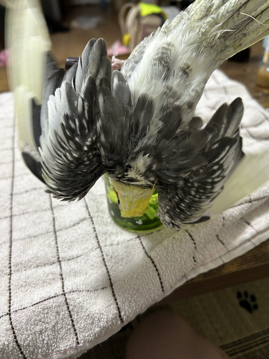 私がからあげクンを食べながら深淵をのぞく時、深淵もまたからあげクンを物欲しそうに見てるのにゃ🐈🐾 tweet media