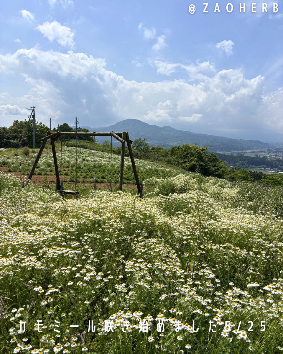 zaoherb's tweet photo. カモミール咲き始めました。
5/25撮影。
摘み取り受けつけます。
希望する方はざおうハーブのレジに伝えてください。 https://t.co/ve2utommn7