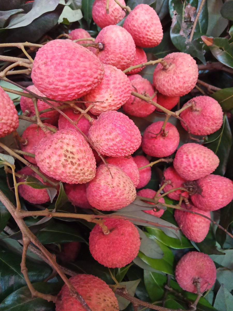 MdRohan211272's tweet photo. Lichu is one of the seasonal fruits in Bangladesh🤤🤤
#Lichu #bangladesh https://t.co/xN3a7KDKpM