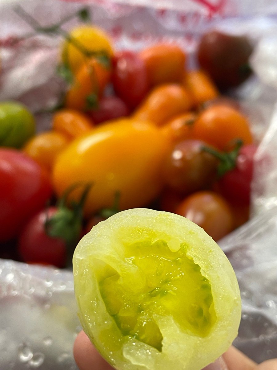 Crystal69Marie's tweet photo. Just tried the new organic cherry tomatoes at the local farmers’ market  Bursting with natural sweetness, firm texture, and zero weird aftertaste—perfect for salads or snacking! 10/10 would grab again. https://t.co/T4BjPXXSLW