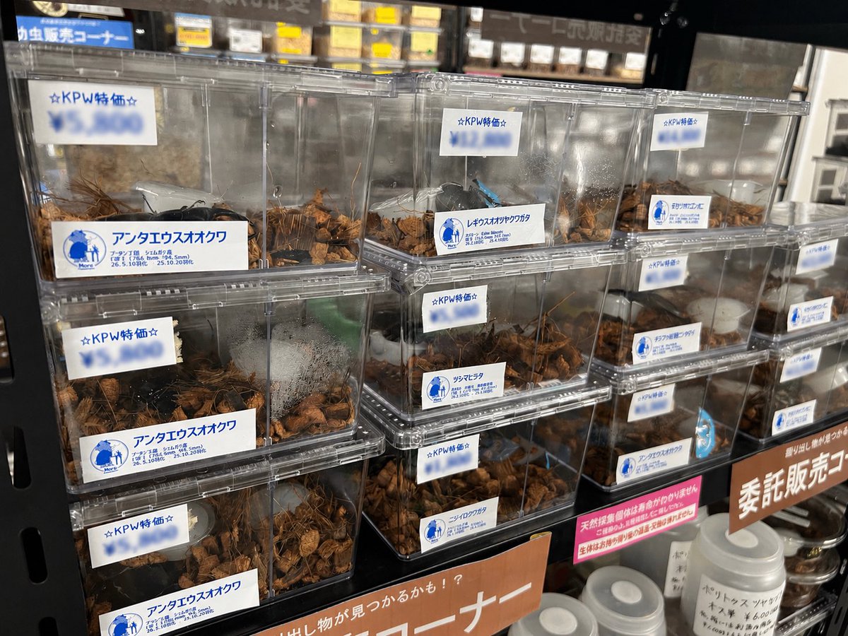 ryu_kpw's tweet photo. 閉店後のりゅうです🐉
お店にはほぼほぼいますがXは久しぶりです。
なんだかバタバタしており疎かになってしまい楽しみ(？)にしてた皆様ｺﾞﾒﾝﾅｻｲ

さてさて久しぶりに委託売り場にMoro(@moro_kuwa )さんの生体が登場です✨️
どれもKPW特価とのことで大変お得になっております🤩 https://t.co/DwlDo03koo