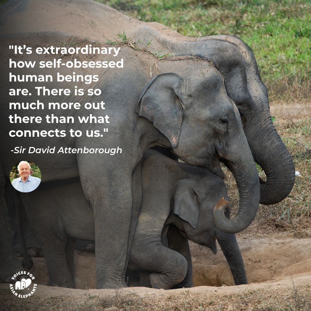 Voices for Asian Elephants (VFAE) ๐ tweet media