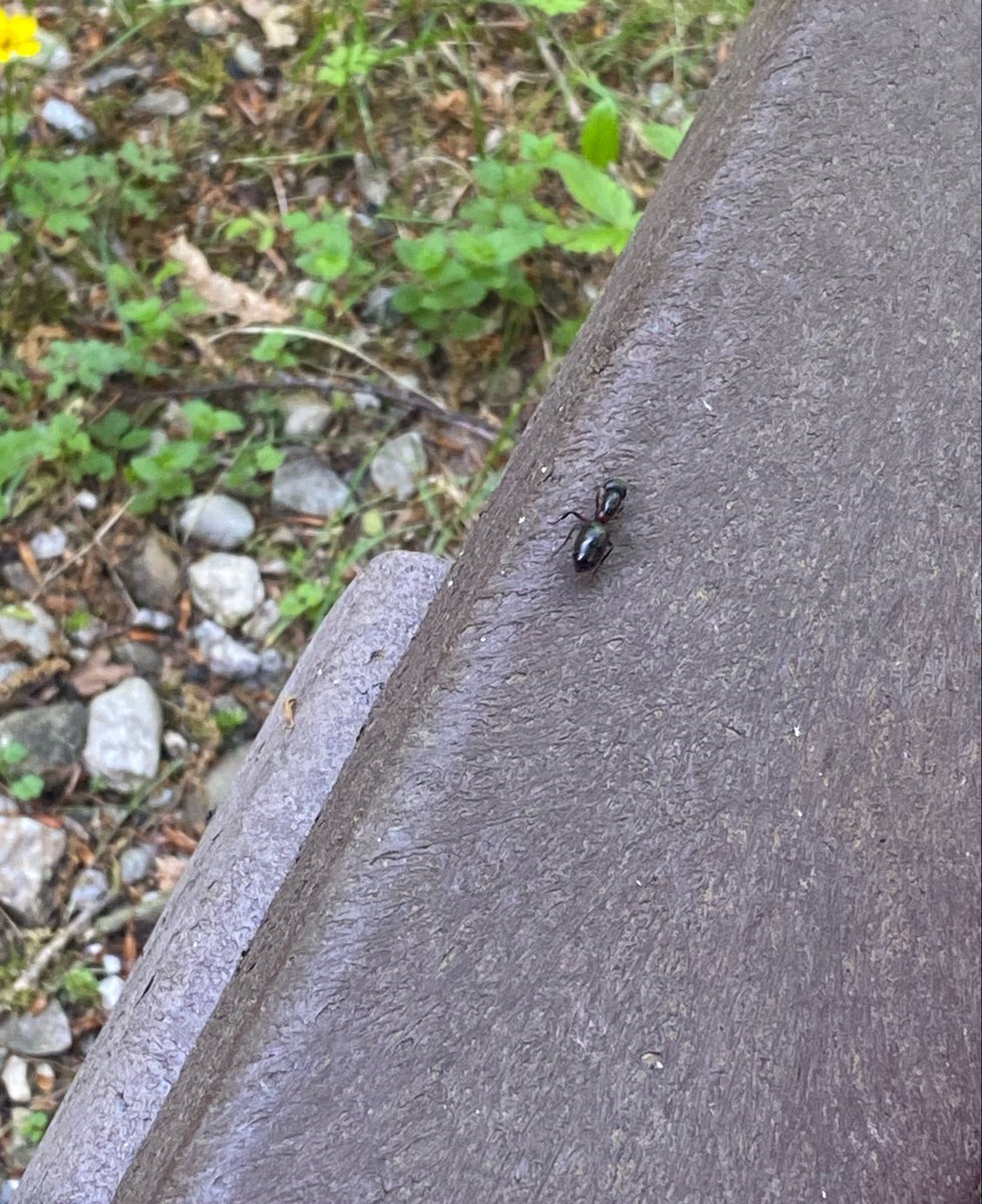 klette247's tweet photo. Writing in my journal and getting distracted by big ants https://t.co/j5SHMRR6Kt