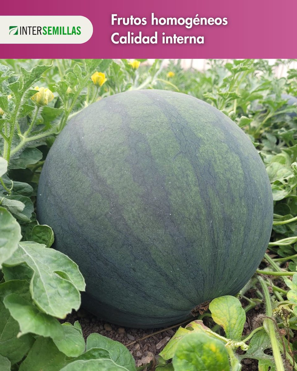 intersemillas1's tweet photo. Además, ESTAMPA ofrece una gran versatilidad de plantación, adaptándose tanto a fechas tempranas como tardías.
🌱 Producción, uniformidad y calidad en cada corte.
 
#Sandía #Estampa #Producción #Calidad #Agricultura #Intersemillas https://t.co/ECfJIxP0X9