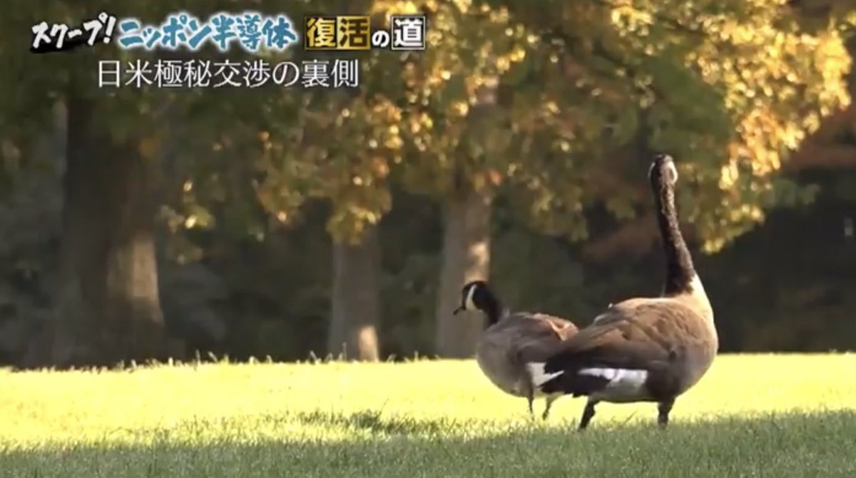 かも tweet media