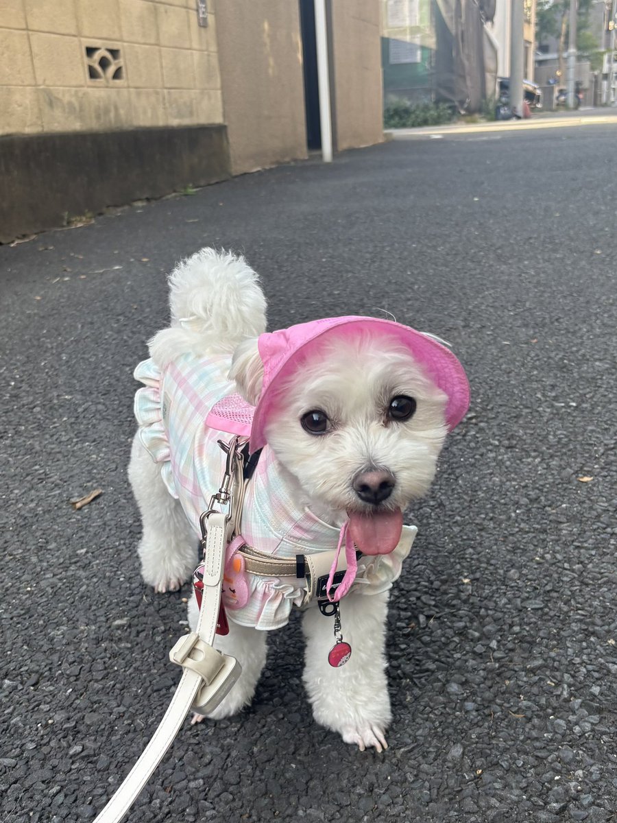 yumechan-mama tweet media