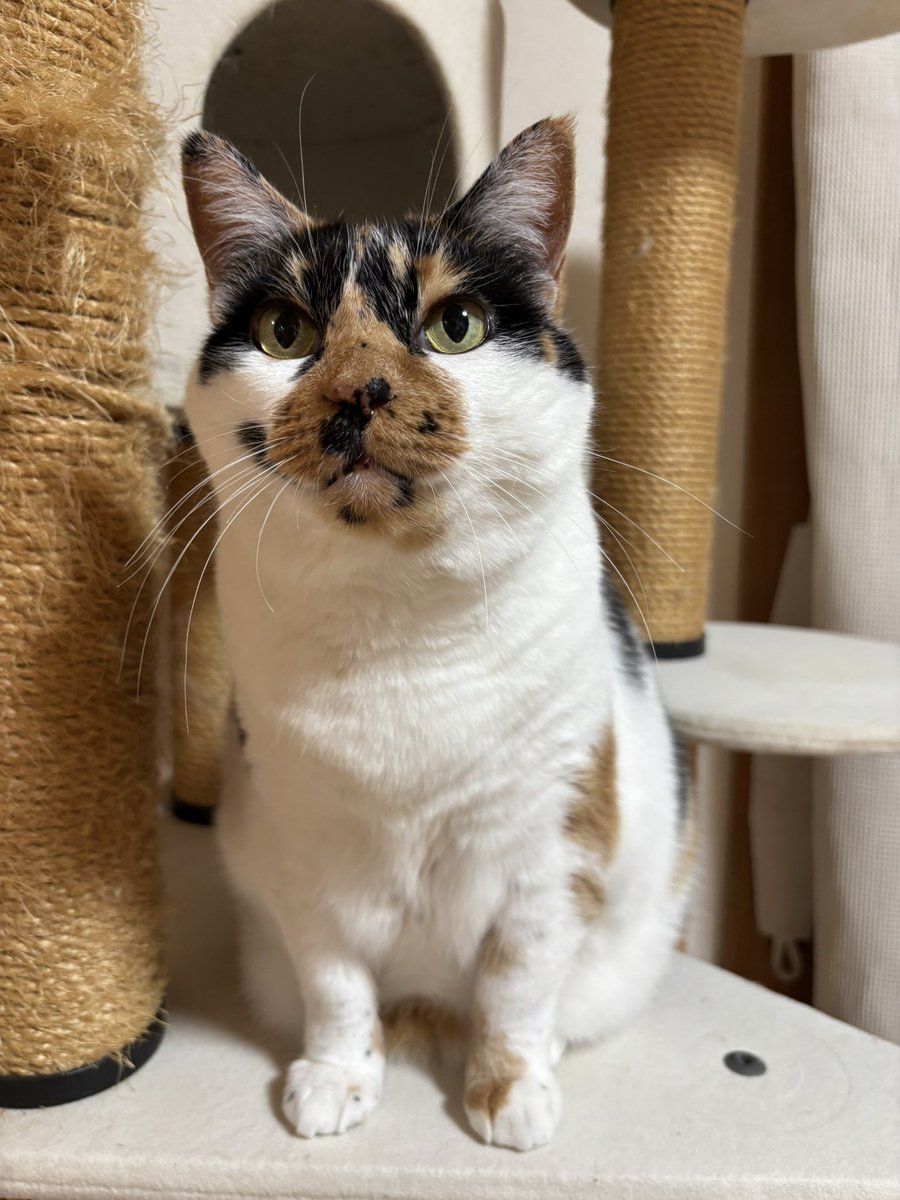 みかん(猫のすみれ) tweet media