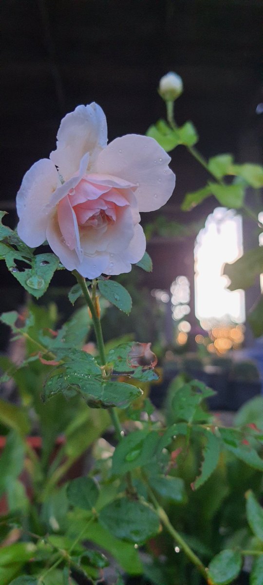 ORNAMON5's tweet photo. 🌹🌿⚘️🫠 https://t.co/MWKdAOqsNU