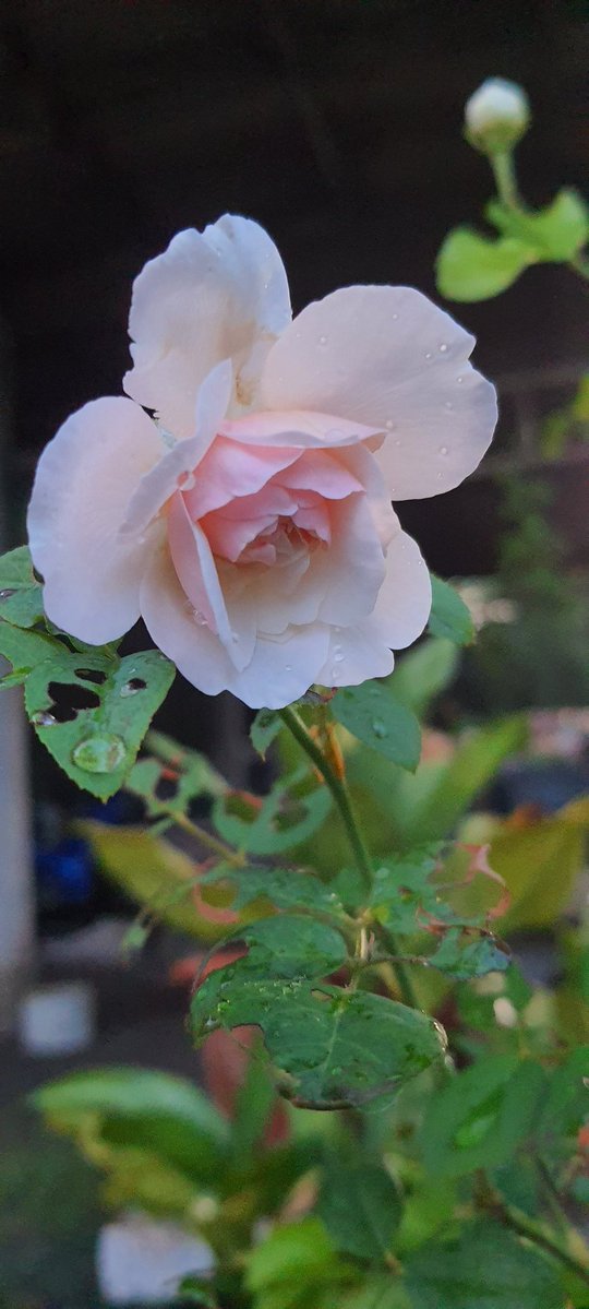 ORNAMON5's tweet photo. 🌹🌿⚘️🫠 https://t.co/MWKdAOqsNU