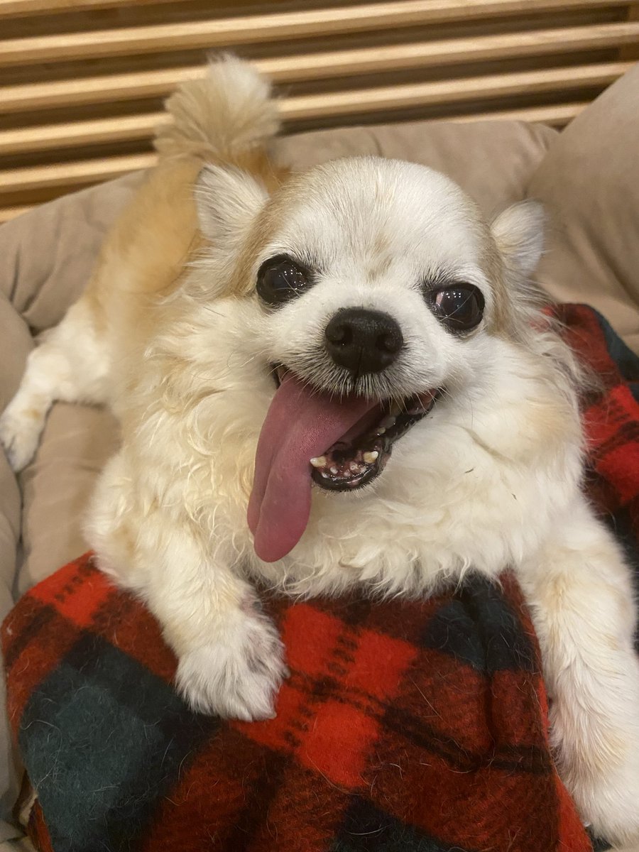 moposun_b's tweet photo. 散歩後どんどん眠くなるチワワ https://t.co/pOU7WNdBy7