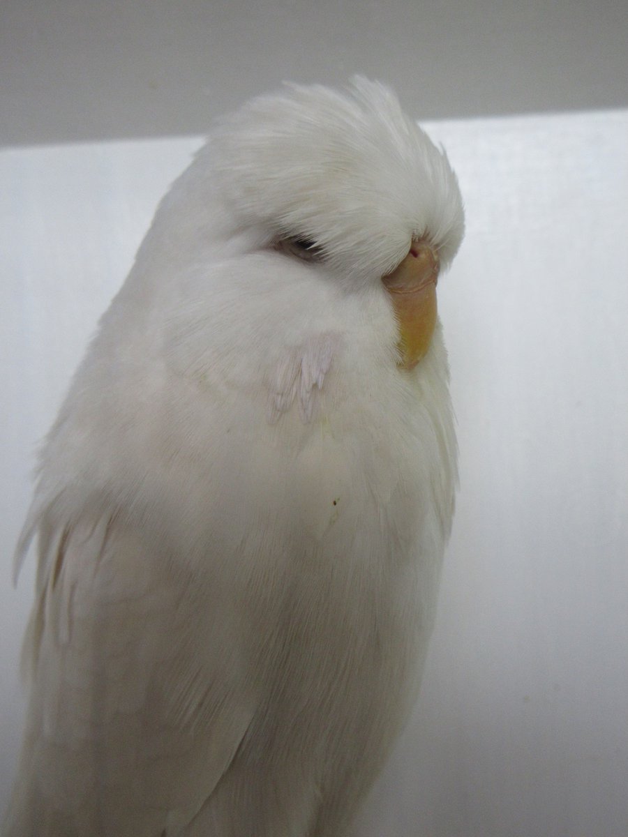 capbuds's tweet photo. Congratulations to our club members R &amp; M Vidler on placing 2nd in the Albino ASC class at this years ANBC National Budgerigar Show 2026. https://t.co/wA2IY69VEI
