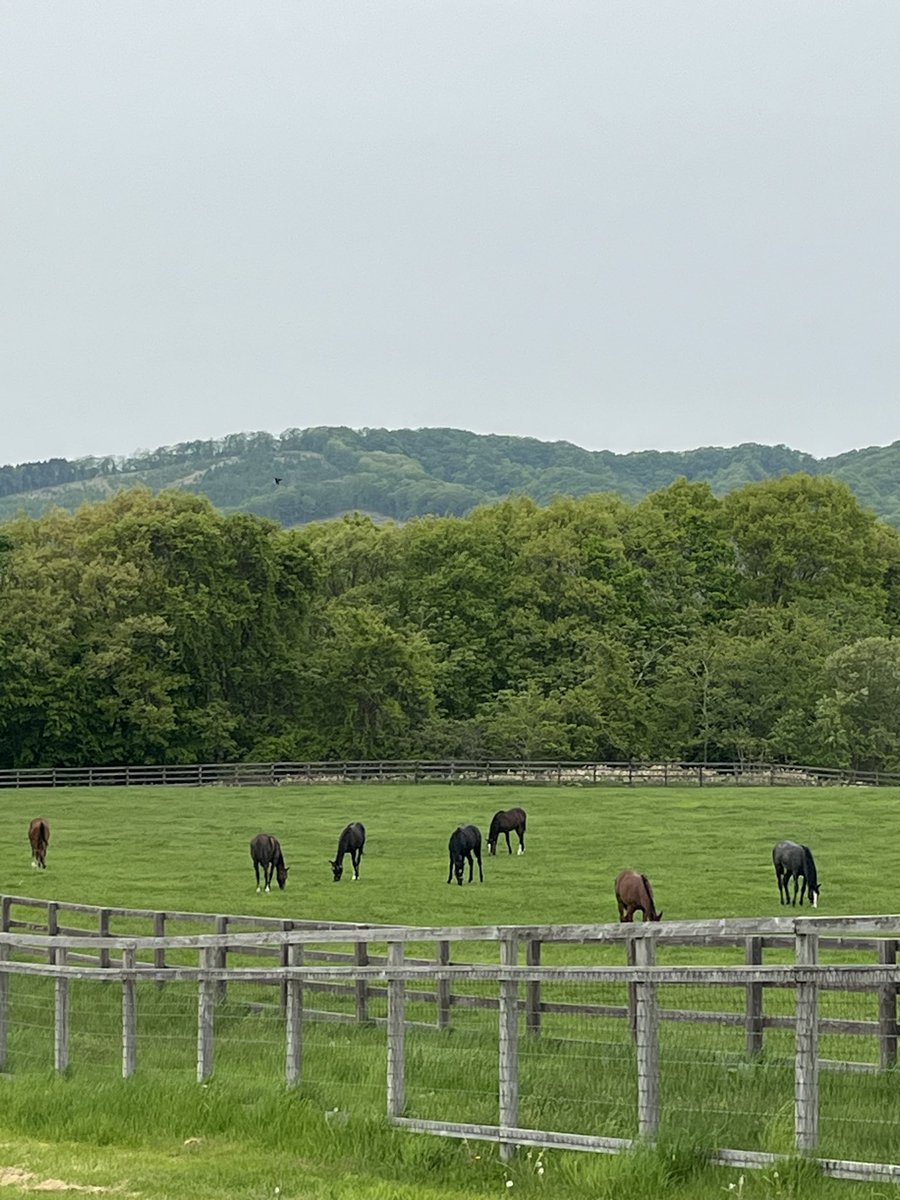 K5cha's tweet photo. 馬に会ってきた🐴🐴🐴 https://t.co/ZZ1kIiPeNU