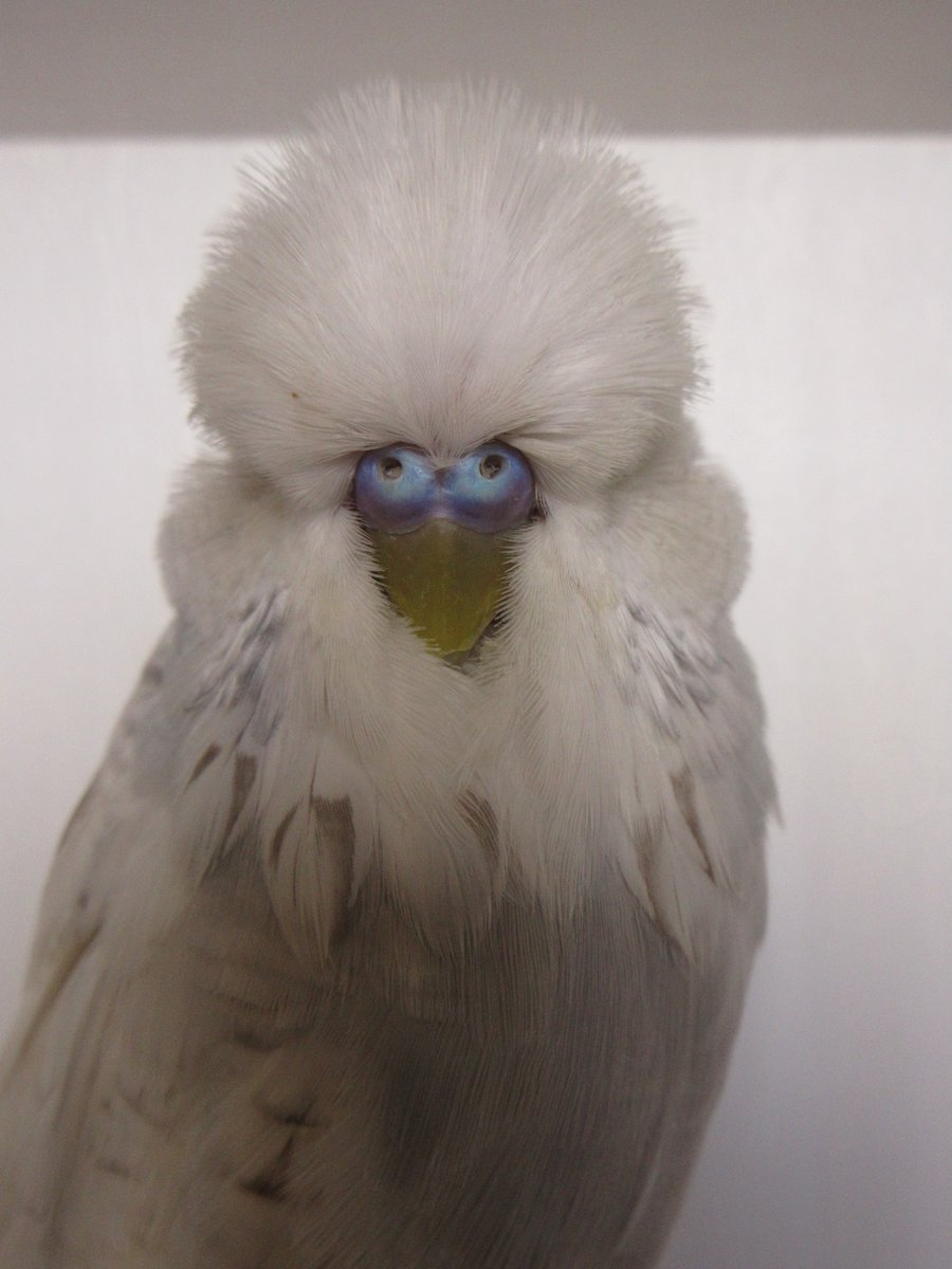 capbuds's tweet photo. Congratulations to our club members R&amp;C Ogden on placing 4th in the Spangle ASC AOSV class at this years ANBC National Budgerigar Show 2026. https://t.co/DTMX4qDFYL