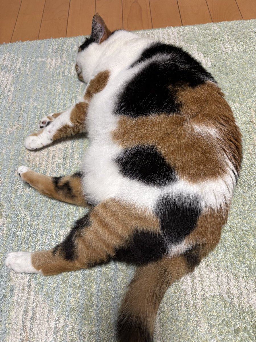 みかん(猫のすみれ) tweet media