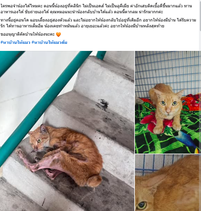 DM ลิมิต : 𝚁𝚊𝚒𝚗-𝚊𝚝-𝚁𝚘𝚜𝚎 | พิรุณสายกุหลาบ tweet media