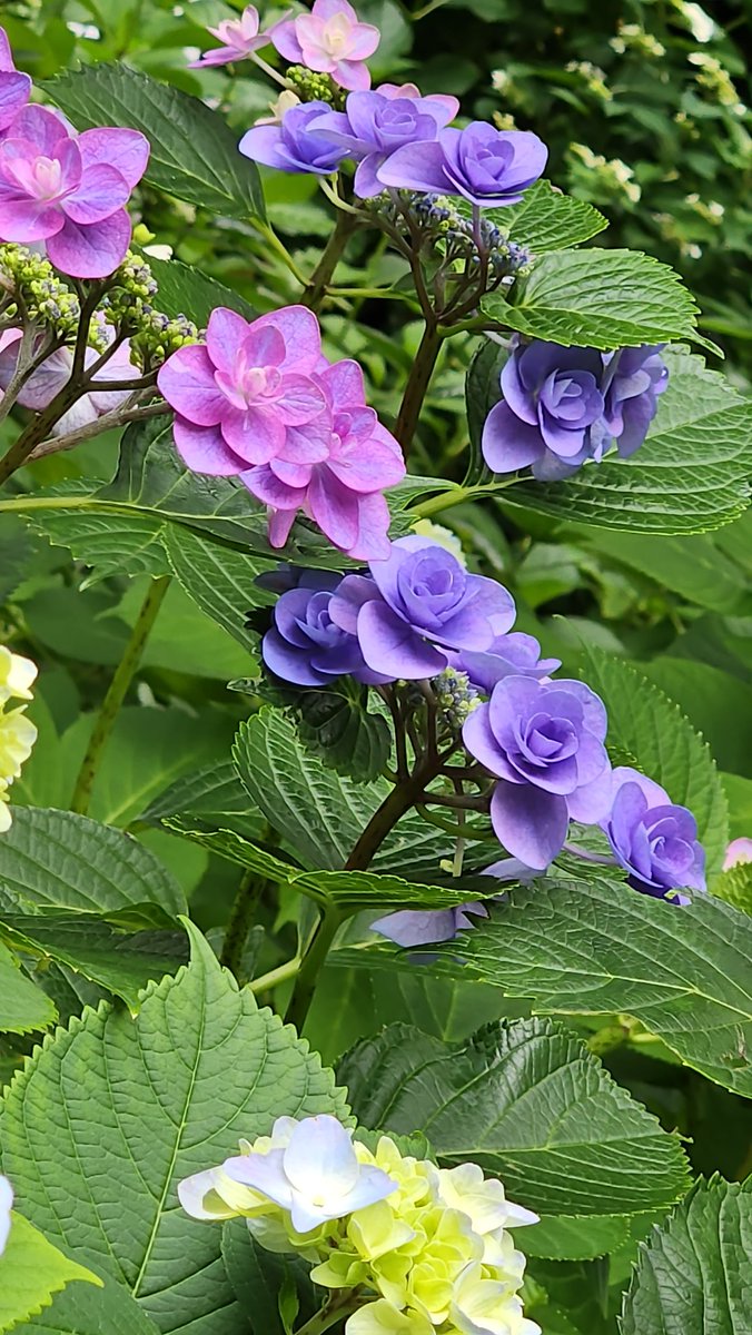 yomomomoti's tweet photo. 紫陽花観に行ってきた！
満開になるのはもう少し先かも https://t.co/lHc9uS9VIB