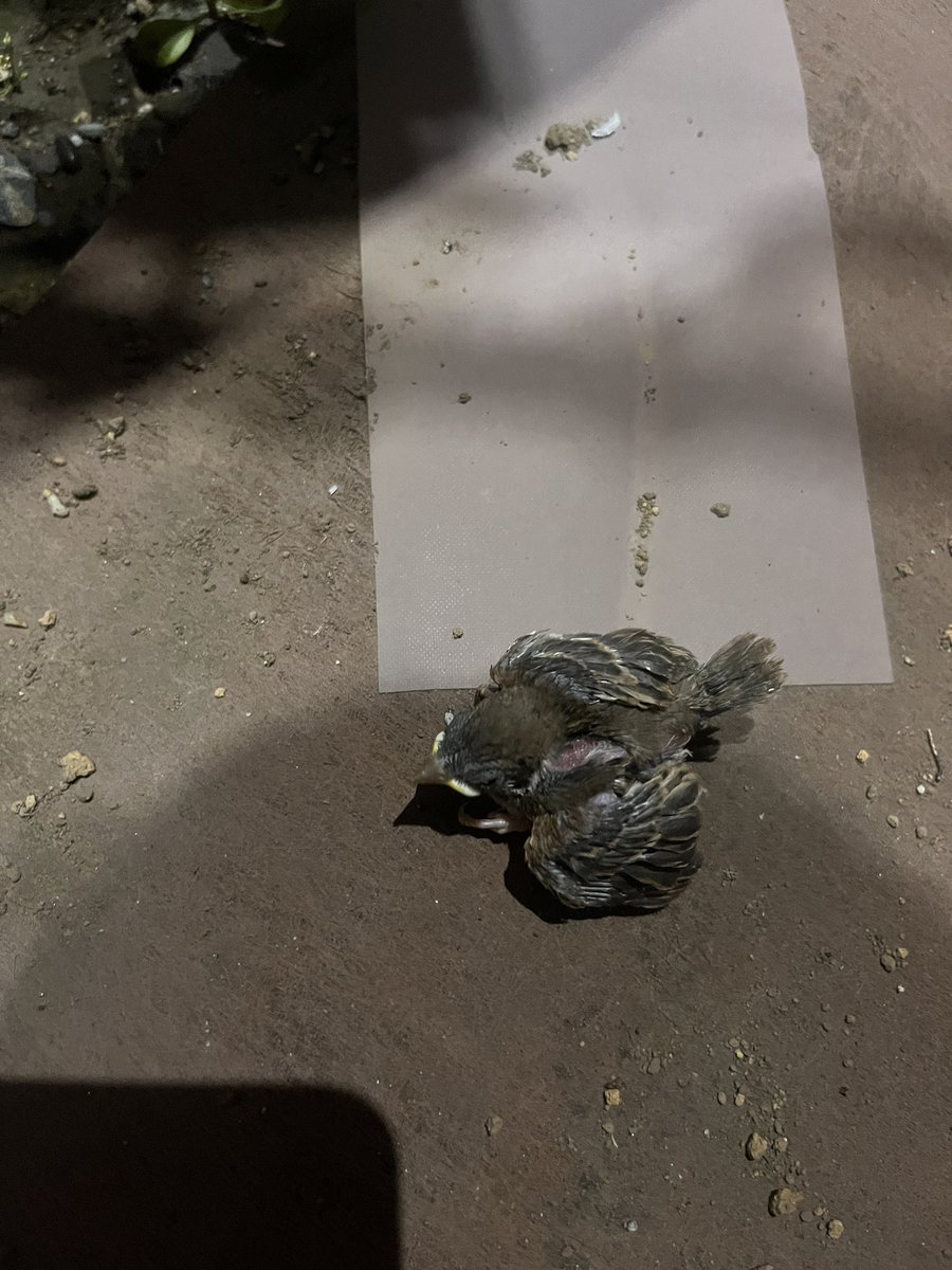 maaakaronii's tweet photo. @Flm4Q71tmwudOGt 鳥のヒナ道路に落ちててオロオロしてる https://t.co/psC3alFCv5
