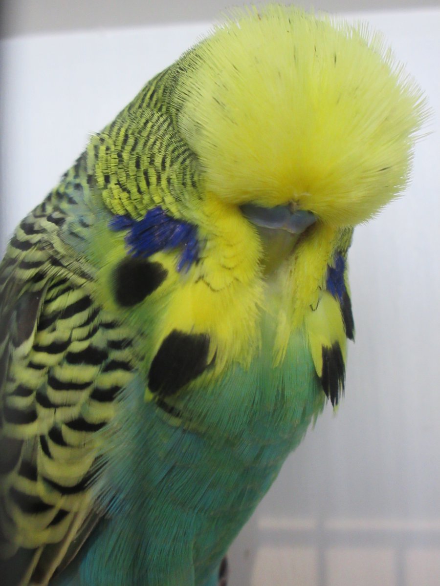 capbuds's tweet photo. Congratulations to our club member Jason Major on placing 4th in the Normal Australian Golden Faced class at this years ANBC National Budgerigar Show 2026. https://t.co/AjP2JFNETc