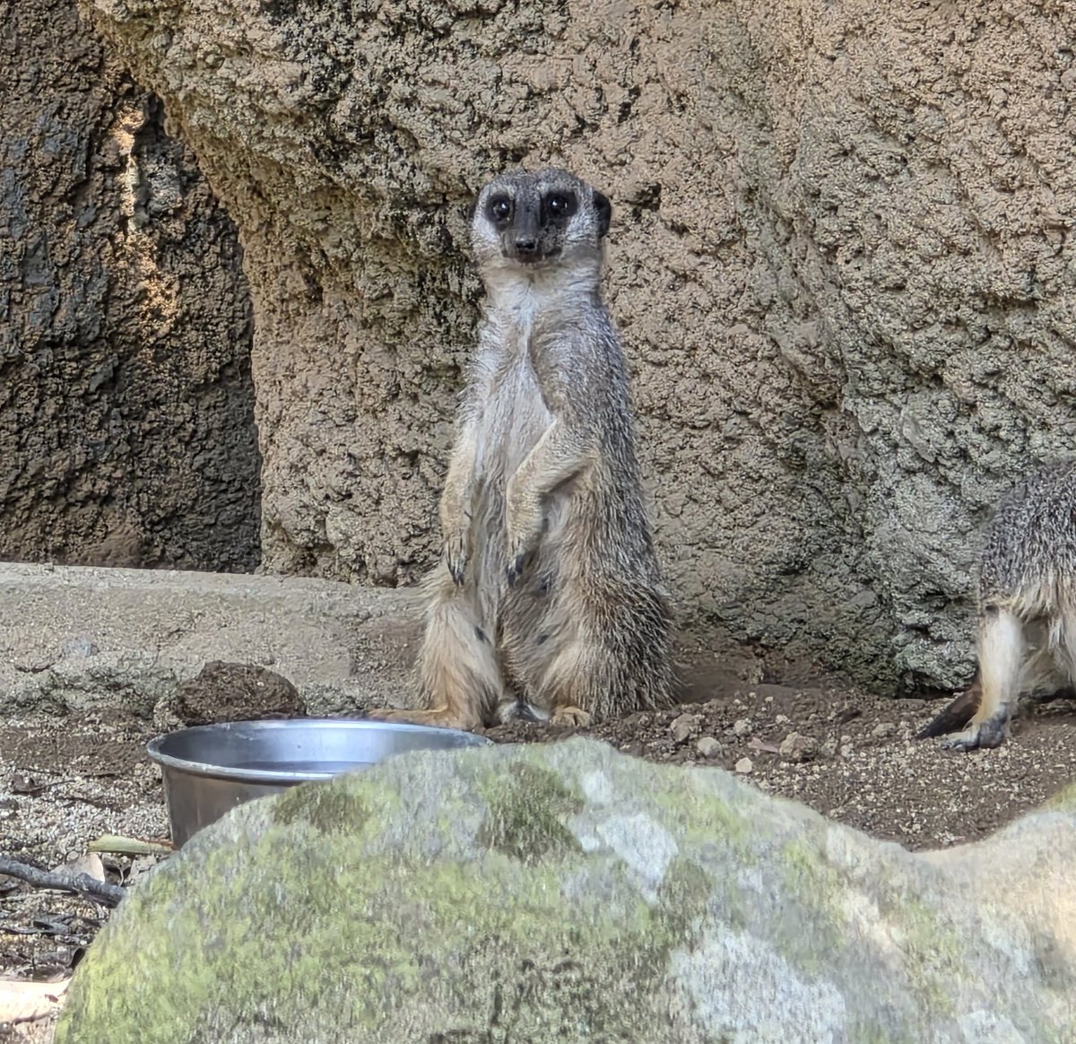 urahrua's tweet photo. Standing animal https://t.co/Ib0LYwHAK6