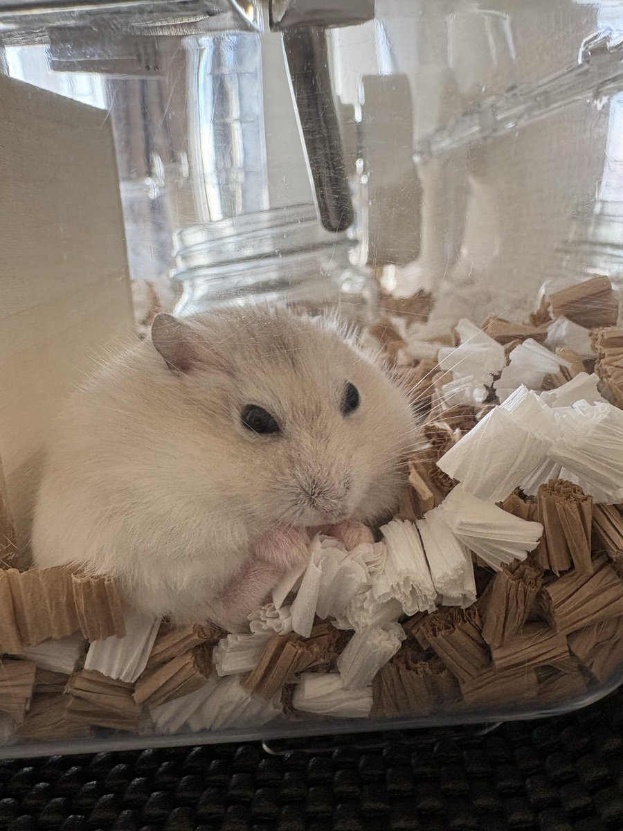 うつ丸🐹 tweet media